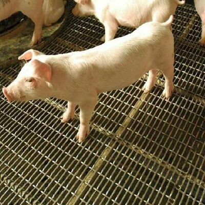 Slotted Grizzly Wire Square hole Screen Corrugated Black Iron Carbon Sheet Stainless Steel Woven Weaving Crimped Wire Mesh for pig wall